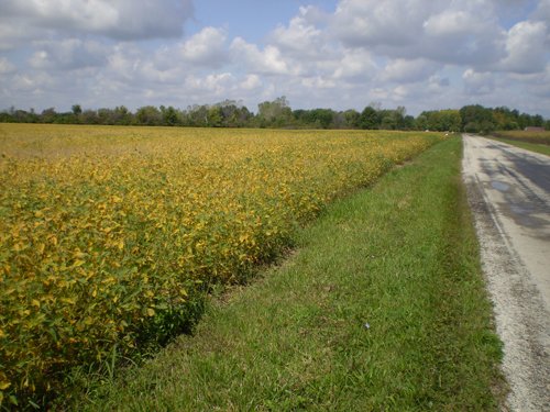 Property photo 39 - 75+/- Acres in 9 Tracts